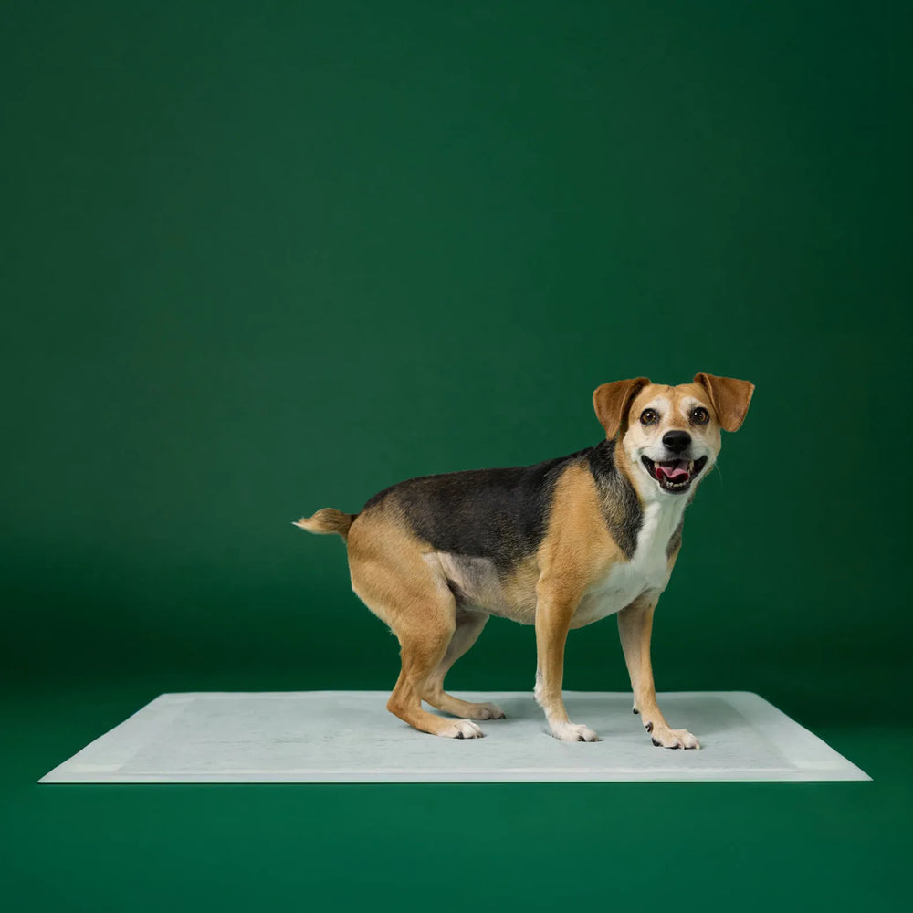XL - 28" x 34" (40 Count)